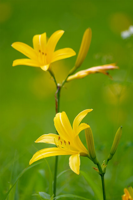 日光霧降高原キスゲ平園地 ニッコウキスゲ見頃 日光国立公園 神橋のすぐそば 日光物産商会